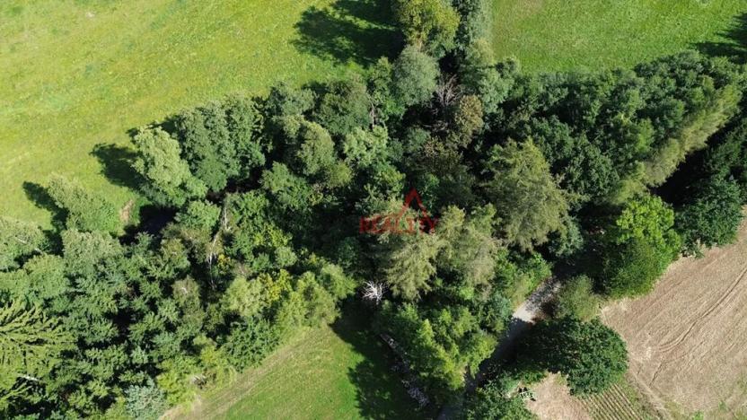 Prodej lesa, Jeřišno, 2804 m2