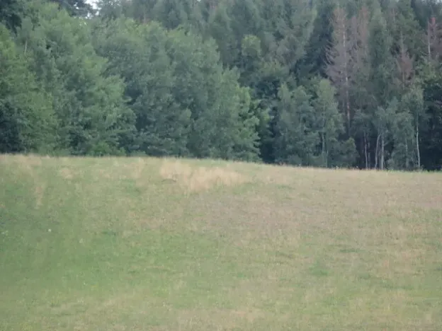 Dražba lesa, Hrabišín, 23811 m2