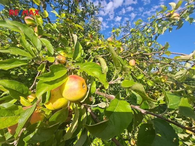 Pronájem zahrady, Praha - Košíře, Nad Hliníkem, 300 m2