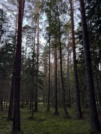 Prodej lesa, Ločenice, 5269 m2