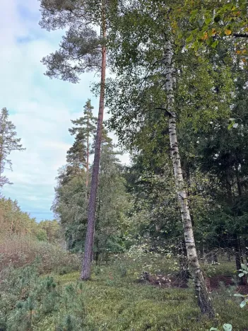 Prodej lesa, Ločenice, 7181 m2