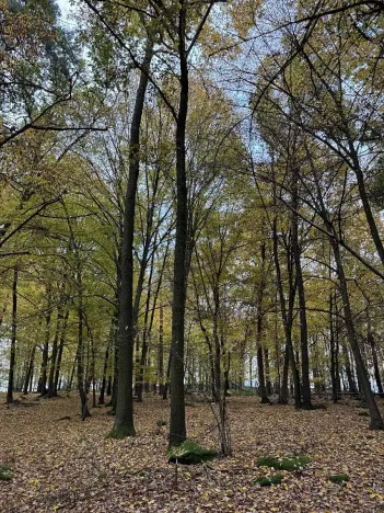 Prodej podílu lesa, Netvořice, 4154 m2