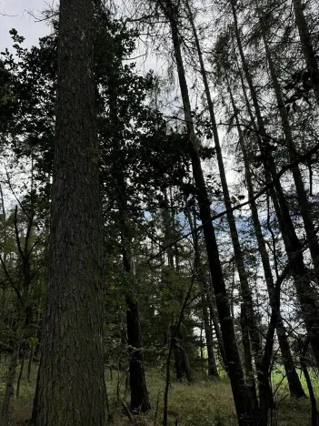 Prodej podílu lesa, Herálec, 1094 m2