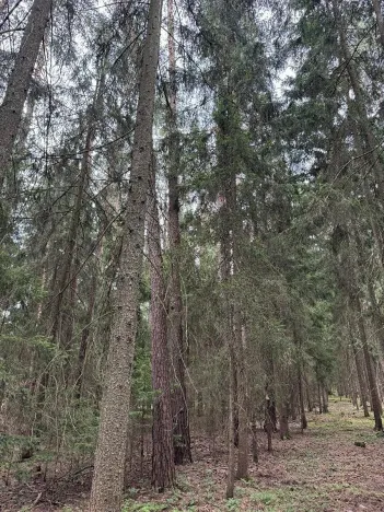 Prodej lesa, Křenovice, 5088 m2