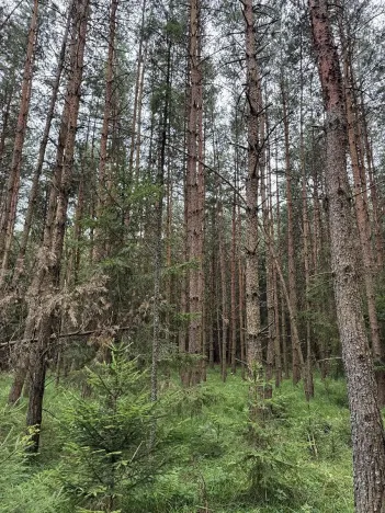 Prodej lesa, Křenovice, 5088 m2