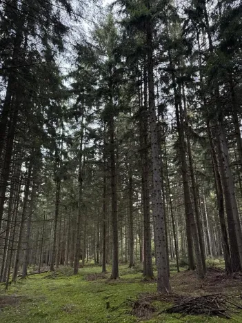 Prodej lesa, Ločenice, 8295 m2