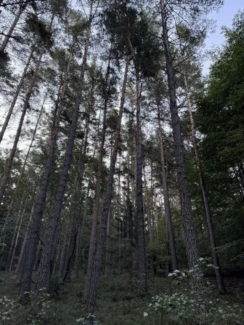 Prodej lesa, Ločenice, 8295 m2