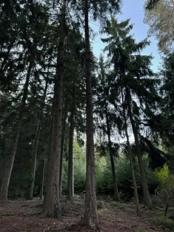 Prodej lesa, Ločenice, 4141 m2