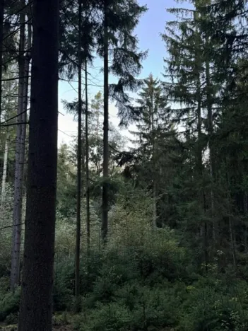 Prodej lesa, Ločenice, 4141 m2
