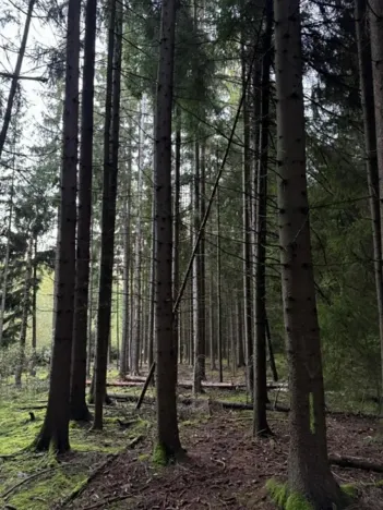 Prodej lesa, Ločenice, 4141 m2