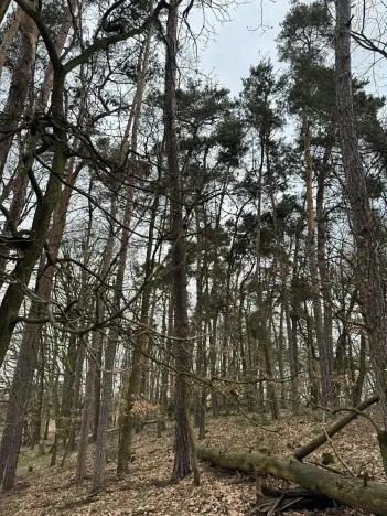 Prodej podílu lesa, Doksy, 2664 m2