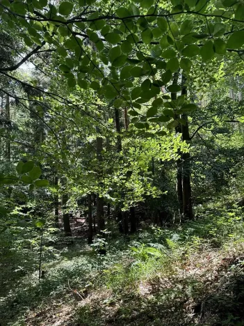 Prodej lesa, Rabí, 8758 m2