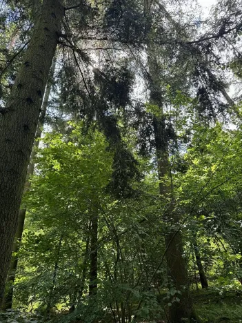 Prodej lesa, Rabí, 8758 m2