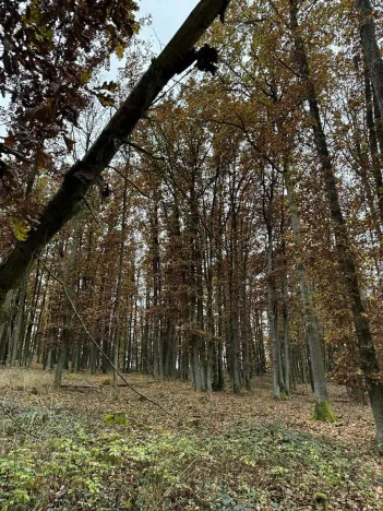 Prodej podílu pozemku, Dolní Lukavice, 43384 m2