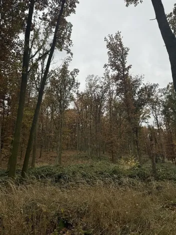 Prodej podílu pozemku, Dolní Lukavice, 43384 m2