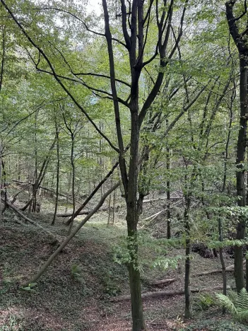 Prodej lesa, Bohumín, 12496 m2