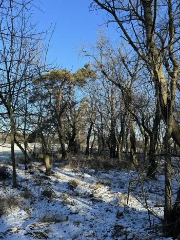 Prodej lesa, Sedlec, 1646 m2