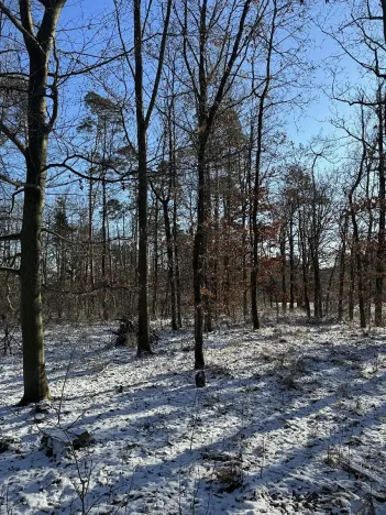 Prodej lesa, Sedlec, 1646 m2