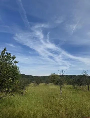 Prodej lesa, Loučky, 4938 m2