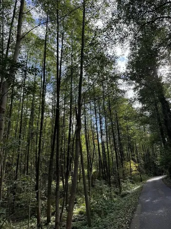 Prodej lesa, Bohumín, 5435 m2