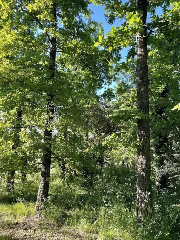 Prodej lesa, Oplot, 1697 m2