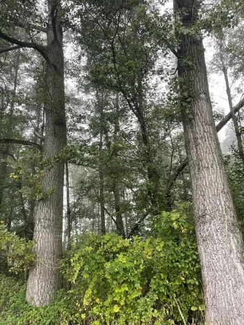 Prodej podílu lesa, Dobruška, 986 m2