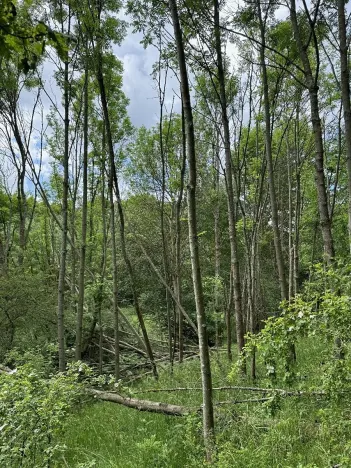 Prodej podílu pozemku, Suchdol, 9027 m2