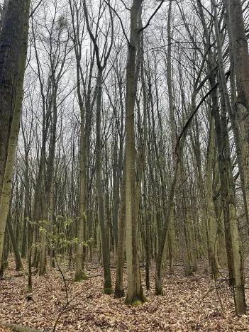 Prodej lesa, Pardubice, 7559 m2