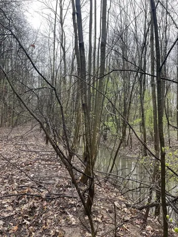 Prodej lesa, Pardubice, 7559 m2