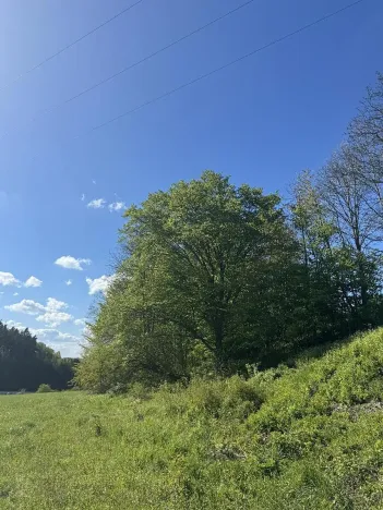 Prodej lesa, Žďárek, 11675 m2