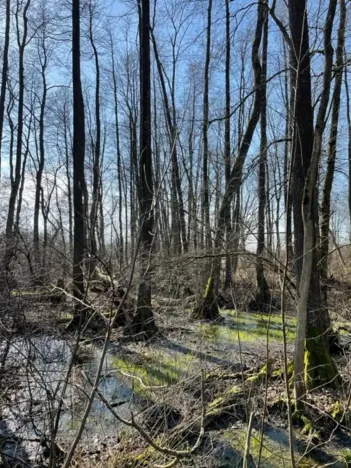 Prodej lesa, Jaroměř, 19276 m2