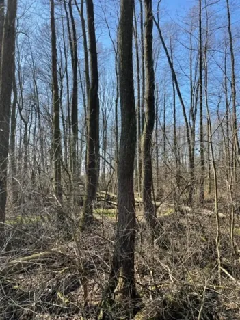 Prodej lesa, Jaroměř, 19276 m2