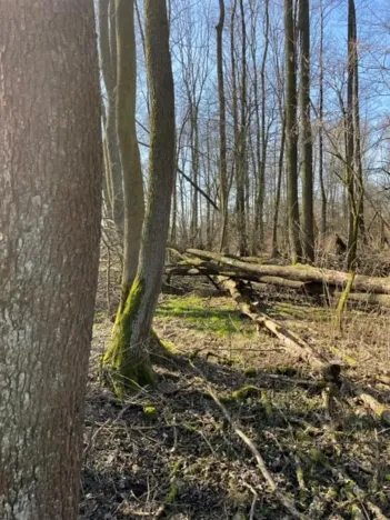 Prodej lesa, Jaroměř, 19276 m2