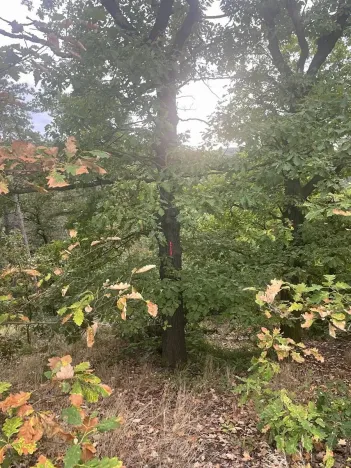 Prodej lesa, Bílina, 7458 m2