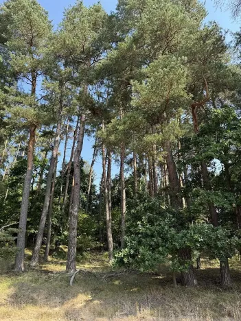 Prodej podílu pozemku, Hradiště, 3093 m2