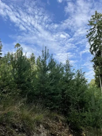 Prodej lesa, Bělá u Jevíčka, 5469 m2