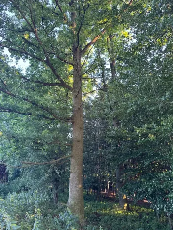 Prodej lesa, Vlašim, 3990 m2