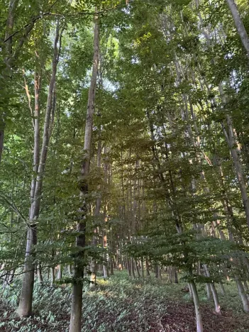 Prodej lesa, Vlašim, 3990 m2