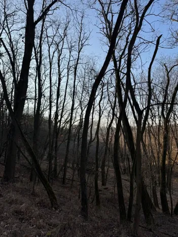 Prodej lesa, Mělnické Vtelno, 14454 m2