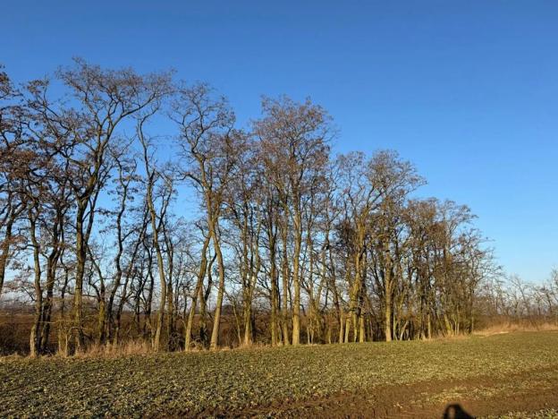 Prodej lesa, Mělnické Vtelno, 4269 m2