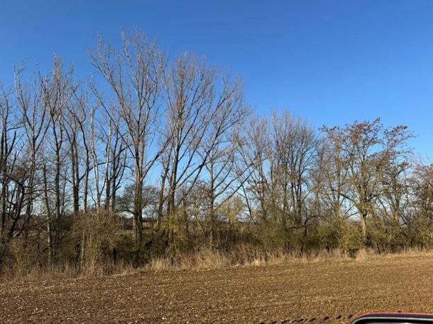 Prodej lesa, Mělnické Vtelno, 14092 m2