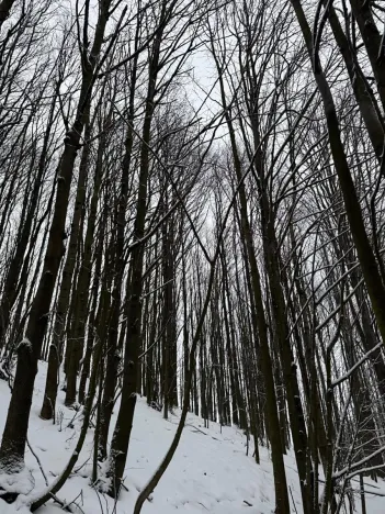 Prodej lesa, Starý Jičín, 12582 m2