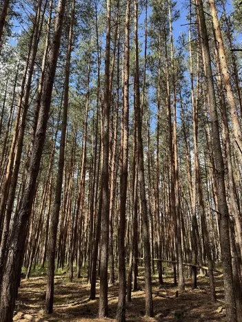 Prodej lesa, Náměšť nad Oslavou, 16948 m2