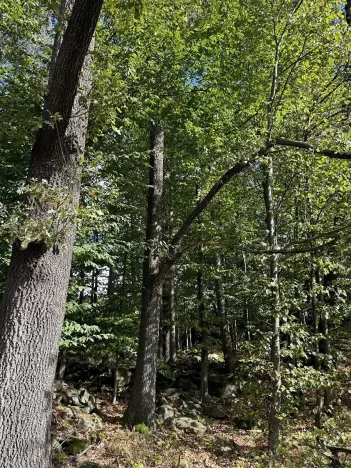 Prodej podílu lesa, Žulová, 7174 m2