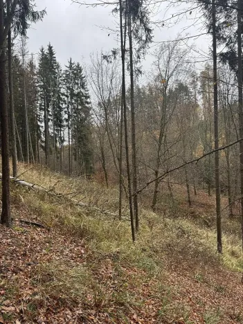 Prodej lesa, Luká, 8606 m2