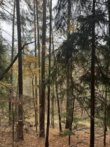 Prodej lesa, Luká, 8606 m2