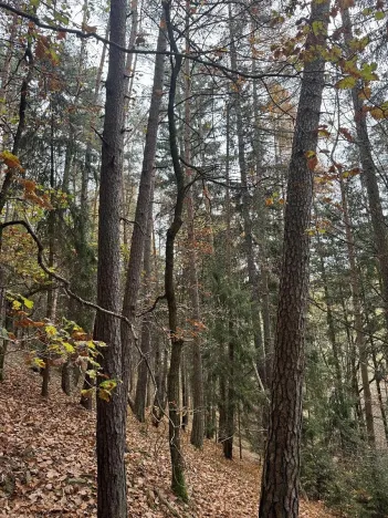 Prodej lesa, Luká, 8606 m2