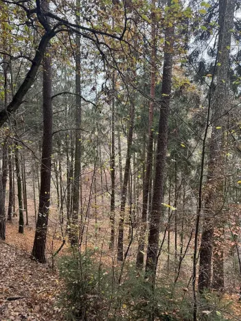 Prodej lesa, Luká, 8606 m2