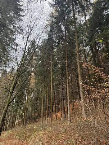 Prodej lesa, Luká, 8606 m2