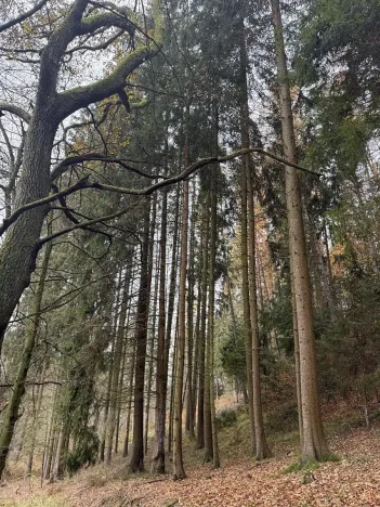 Prodej lesa, Luká, 8606 m2